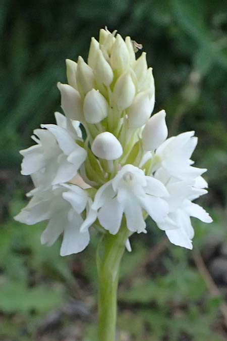 Anacamptis pyramidalis farbvariante_color-variant \ Pyramidenorchis, Hundswurz, Kos  Pyli 12.4.2026 