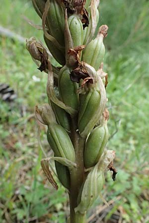 Barlia robertiana / Giant Orchid, Kos  Zipari 9.4.2026 