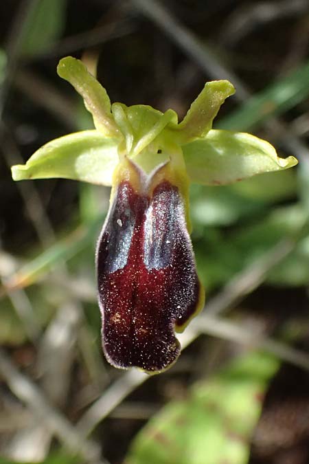 Ophrys cesmeensis \ Cesme-Ragwurz, Kos  Asklipion 13.4.2026 