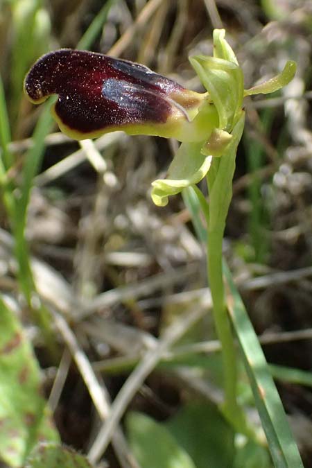 Ophrys cesmeensis \ Cesme-Ragwurz, Kos  Asklipion 13.4.2026 
