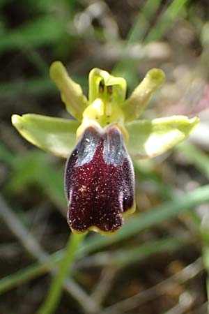 Ophrys cesmeensis \ Cesme-Ragwurz, Kos  Asklipion 13.4.2026 