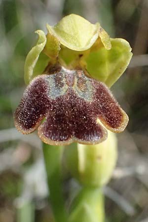 Ophrys cesmeensis \ Cesme-Ragwurz, Kos  Asklipion 13.4.2026 
