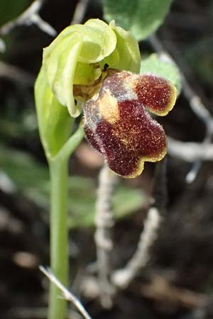 Ophrys cesmeensis \ Cesme-Ragwurz, Kos  Asklipion 13.4.2026 