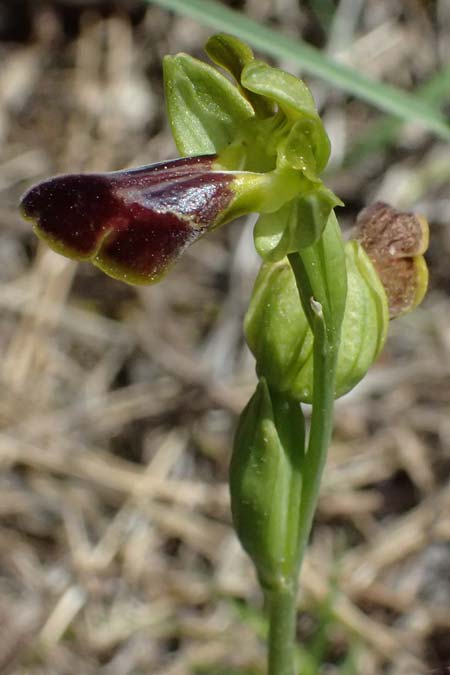 Ophrys cesmeensis \ Cesme-Ragwurz, Kos  Asklipion 13.4.2026 