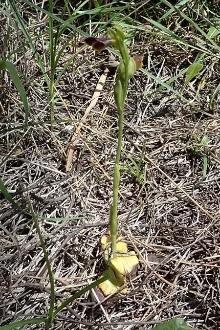 Ophrys cesmeensis \ Cesme-Ragwurz, Kos  Asklipion 13.4.2026 