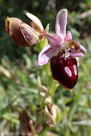 Ophrys ferrum-equinum / Horseshoe Orchid, Kos  Paradise Beach 12.4.2026 