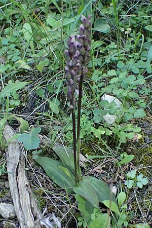 Neotinea maculata \ Keuschorchis / Dense-flowered Orchid, Kos  Zipari 9.4.2026 