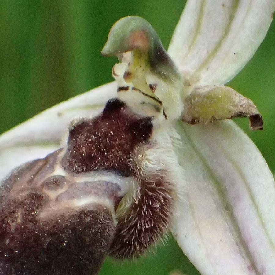Ophrys spec1 \ Ragwurz / Orchid, Kos  Psalidi Wetlands 15.4.2026 