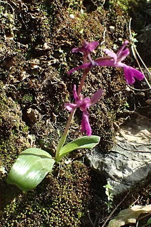 Orchis anatolica \ Anatolisches Knabenkraut, Kos  Zia 13.4.2026 