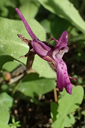 Orchis anatolica \ Anatolisches Knabenkraut, Kos  Zia 13.4.2026 