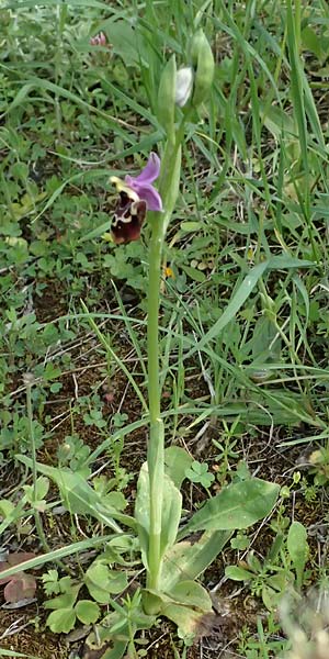 Ophrys colossaea \ Hummel-Ragwurz / Late Spider Orchid, Kos  Pyli 12.4.2026 