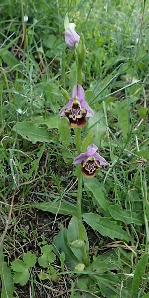 Ophrys colossaea \ Hummel-Ragwurz / Late Spider Orchid, Kos  Pyli 12.4.2026 