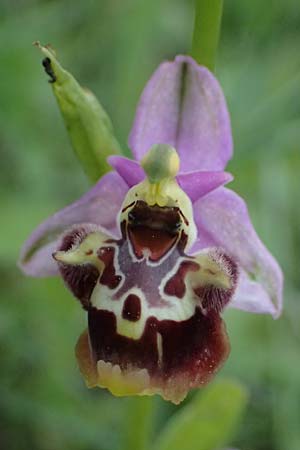 Ophrys colossaea \ Hummel-Ragwurz / Late Spider Orchid, Kos  Pyli 12.4.2026 