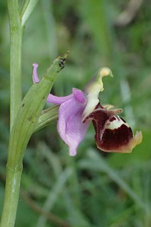 Ophrys colossaea \ Hummel-Ragwurz / Late Spider Orchid, Kos  Pyli 12.4.2026 