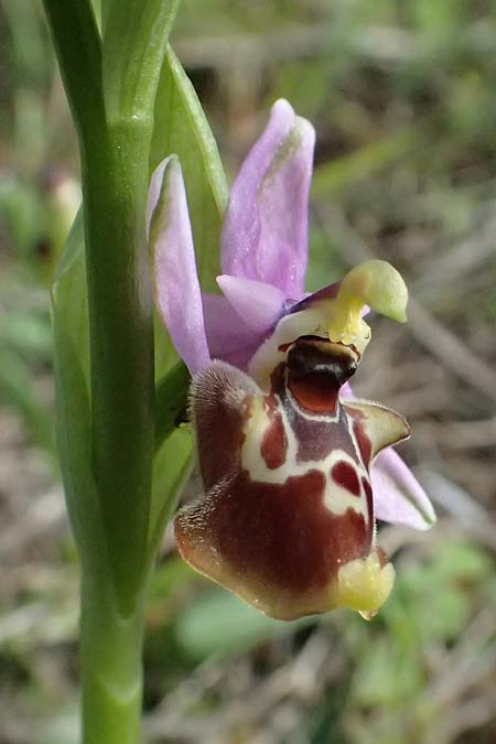 Ophrys colossaea \ Hummel-Ragwurz / Late Spider Orchid, Kos  Pyli 12.4.2026 