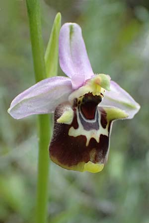 Ophrys colossaea \ Hummel-Ragwurz / Late Spider Orchid, Kos  Pyli 12.4.2026 