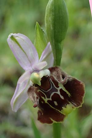 Ophrys colossaea \ Hummel-Ragwurz / Late Spider Orchid, Kos  Pyli 12.4.2026 