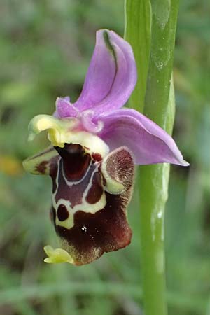 Ophrys colossaea \ Hummel-Ragwurz / Late Spider Orchid, Kos  Pyli 12.4.2026 