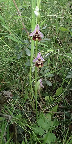 Ophrys colossaea \ Hummel-Ragwurz / Late Spider Orchid, Kos  Pyli 12.4.2026 