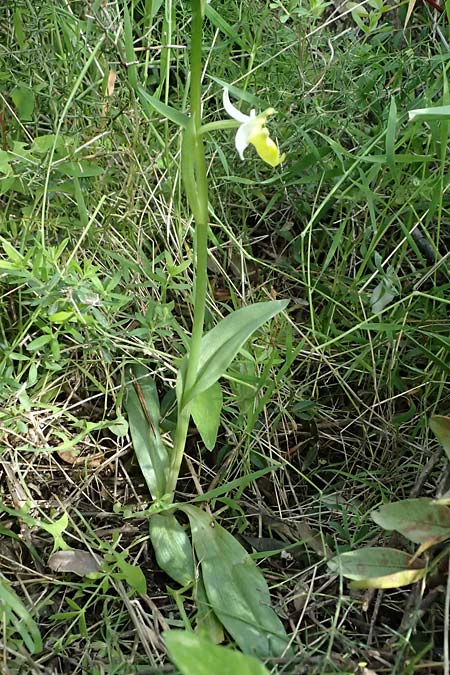 Ophrys colossaea farbvariante_color-variant \ Hummel-Ragwurz / Late Spider Orchid, Kos  Pyli 12.4.2026 