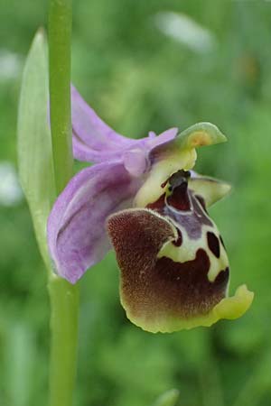 Ophrys colossaea \ Hummel-Ragwurz / Late Spider Orchid, Kos  Pyli 12.4.2026 