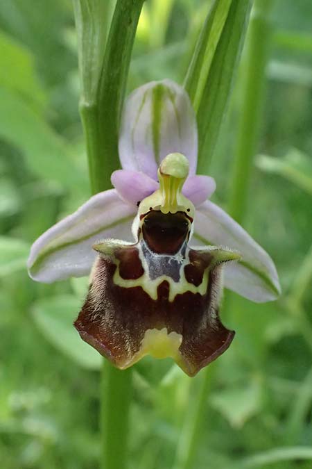 Ophrys colossaea \ Hummel-Ragwurz / Late Spider Orchid, Kos  Pyli 12.4.2026 