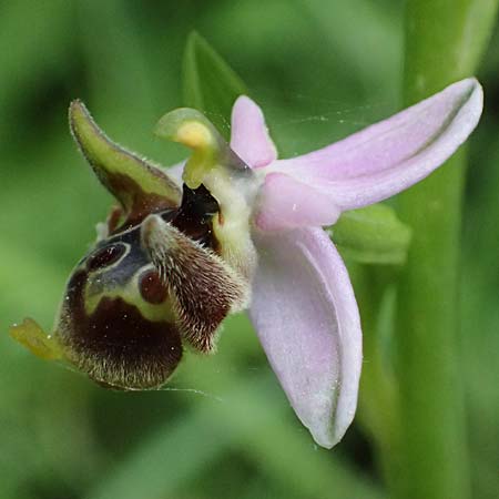 Ophrys ethemeae \ Ethemees Ragwurz / Ethemee's Bee Orchid, Kos  Zipari 9.4.2026