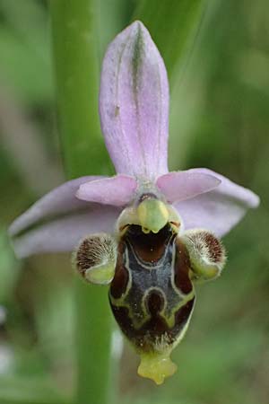 Ophrys ethemeae \ Ethemees Ragwurz / Ethemee's Bee Orchid, Kos  Zipari 9.4.2026