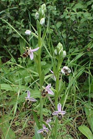 Ophrys ethemeae \ Ethemees Ragwurz / Ethemee's Bee Orchid, Kos  Zipari 9.4.2026