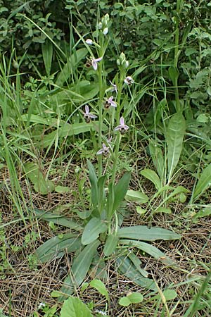 Ophrys ethemeae \ Ethemees Ragwurz / Ethemee's Bee Orchid, Kos  Zipari 9.4.2026