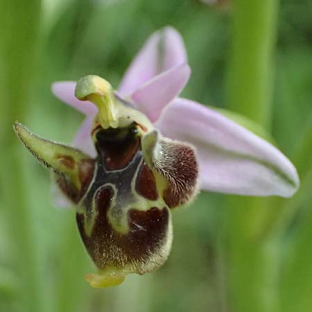 Ophrys ethemeae \ Ethemees Ragwurz / Ethemee's Bee Orchid, Kos  Zipari 9.4.2026