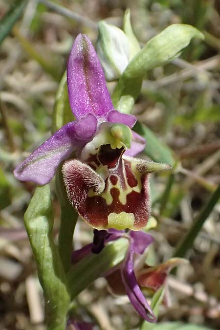 Ophrys ellinicaea \ Ellinika-Ragwurz, Kos  Paradise Beach 12.4.2026 