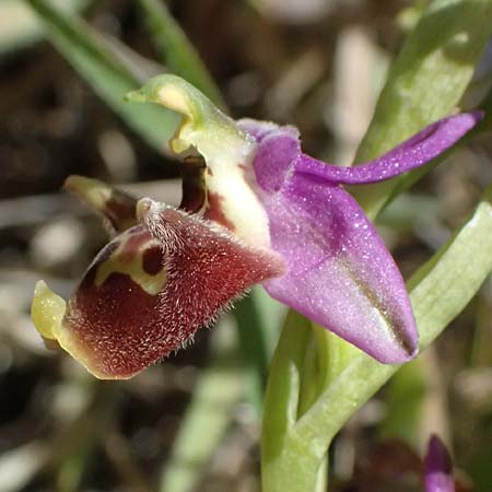 Ophrys ellinicaea \ Ellinika-Ragwurz, Kos  Paradise Beach 12.4.2026 