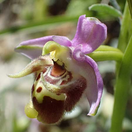 Ophrys ellinicaea \ Ellinika-Ragwurz, Kos  Paradise Beach 12.4.2026 