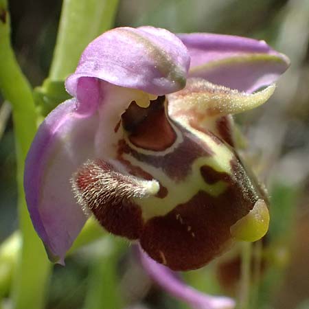 Ophrys ellinicaea \ Ellinika-Ragwurz, Kos  Paradise Beach 12.4.2026 