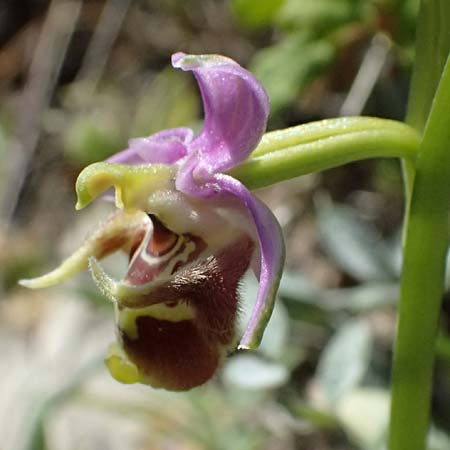 Ophrys ellinicaea \ Ellinika-Ragwurz, Kos  Paradise Beach 12.4.2026 