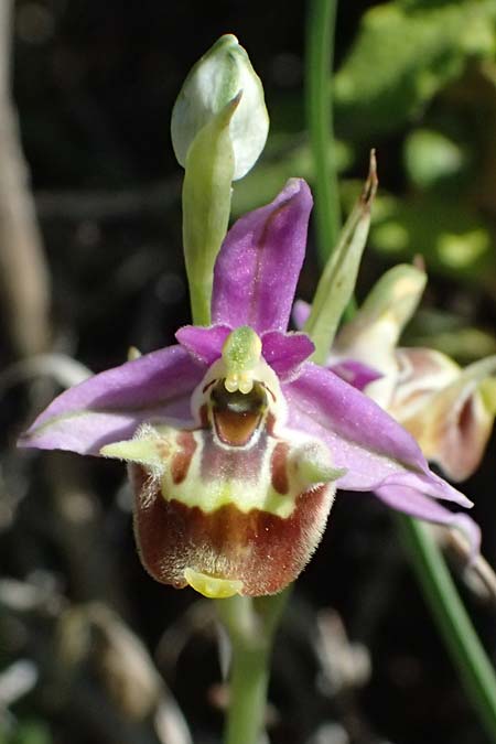 Ophrys ellinicaea \ Ellinika-Ragwurz, Kos  Paradise Beach 12.4.2026 