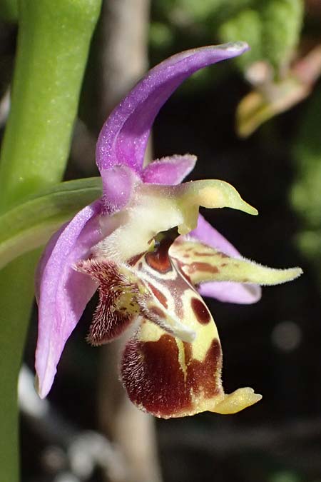 Ophrys ellinicaea \ Ellinika-Ragwurz, Kos  Paradise Beach 12.4.2026 