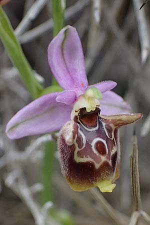 Ophrys ethemeae \ Ethemees Ragwurz, Kos  Agios Fokas 15.4.2026 