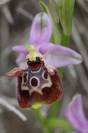 Ophrys ethemeae \ Ethemees Ragwurz, Kos  Agios Fokas 15.4.2026 
