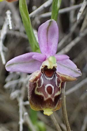 Ophrys ethemeae \ Ethemees Ragwurz, Kos  Agios Fokas 15.4.2026 