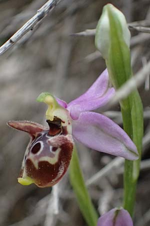 Ophrys ethemeae \ Ethemees Ragwurz, Kos  Agios Fokas 15.4.2026 
