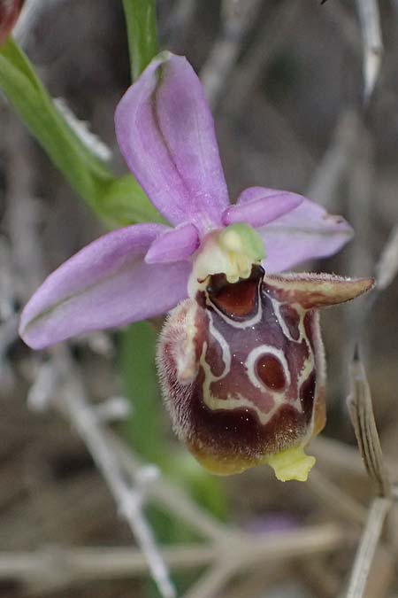 Ophrys ethemeae \ Ethemees Ragwurz, Kos  Agios Fokas 15.4.2026 