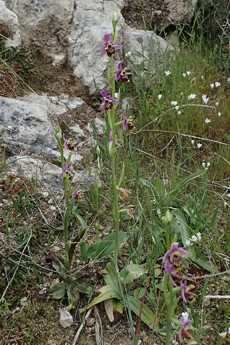 Ophrys ethemeae \ Ethemees Ragwurz, Kos  Agios Fokas 15.4.2026 