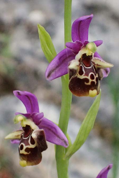 Ophrys ethemeae \ Ethemees Ragwurz, Kos  Agios Fokas 15.4.2026 