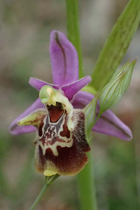 Ophrys ethemeae \ Ethemees Ragwurz, Kos  Agios Fokas 15.4.2026 