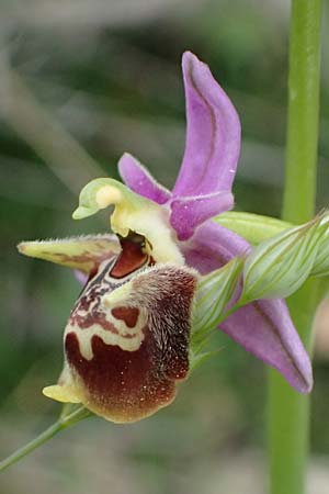 Ophrys ethemeae \ Ethemees Ragwurz, Kos  Agios Fokas 15.4.2026 