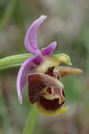 Ophrys ethemeae \ Ethemees Ragwurz, Kos  Agios Fokas 15.4.2026 