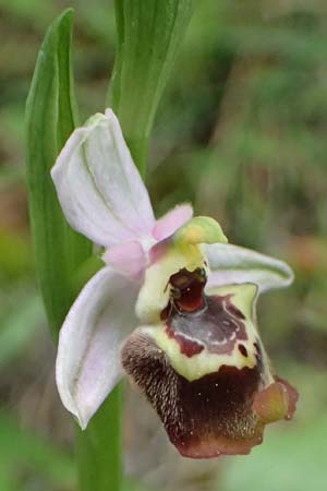Ophrys colossaea \ Hummel-Ragwurz, Kos  Lagoudi 16.4.2026 