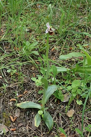 Ophrys colossaea \ Hummel-Ragwurz, Kos  Lagoudi 16.4.2026 